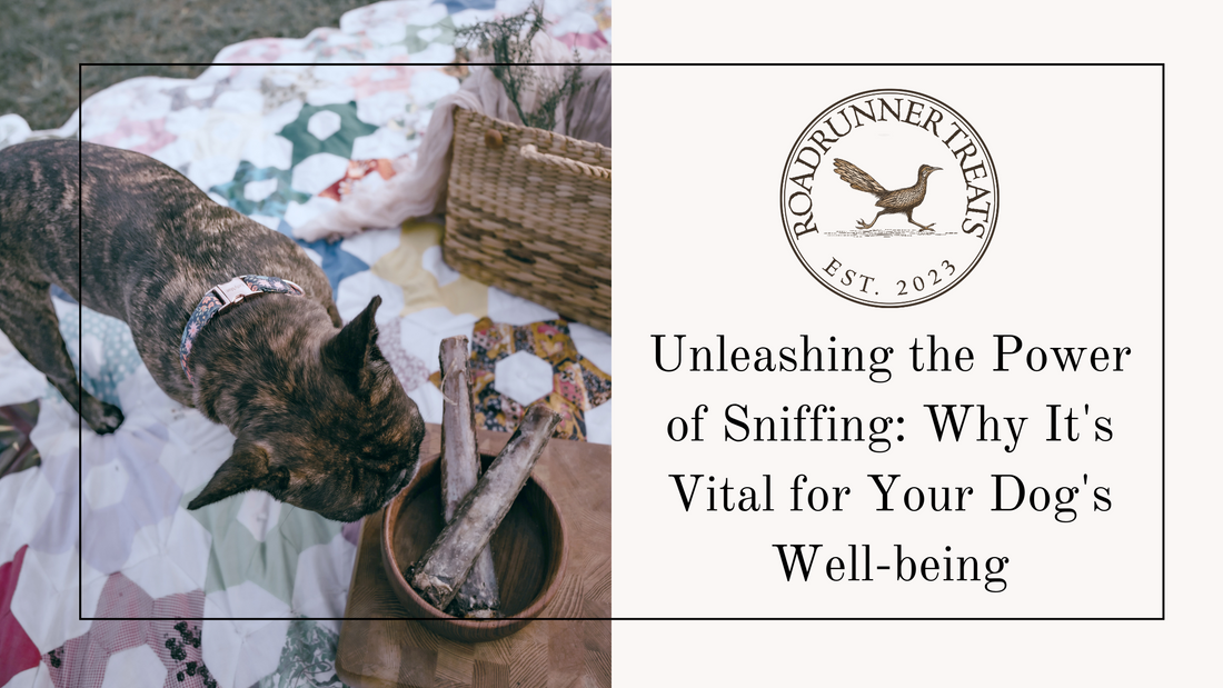 Unleashing the Power of Sniffing: Why It's Vital for Your Dog's Well-being