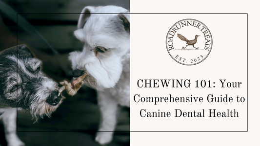 CHEWING 101: Your Comprehensive Guide to Canine Dental Health