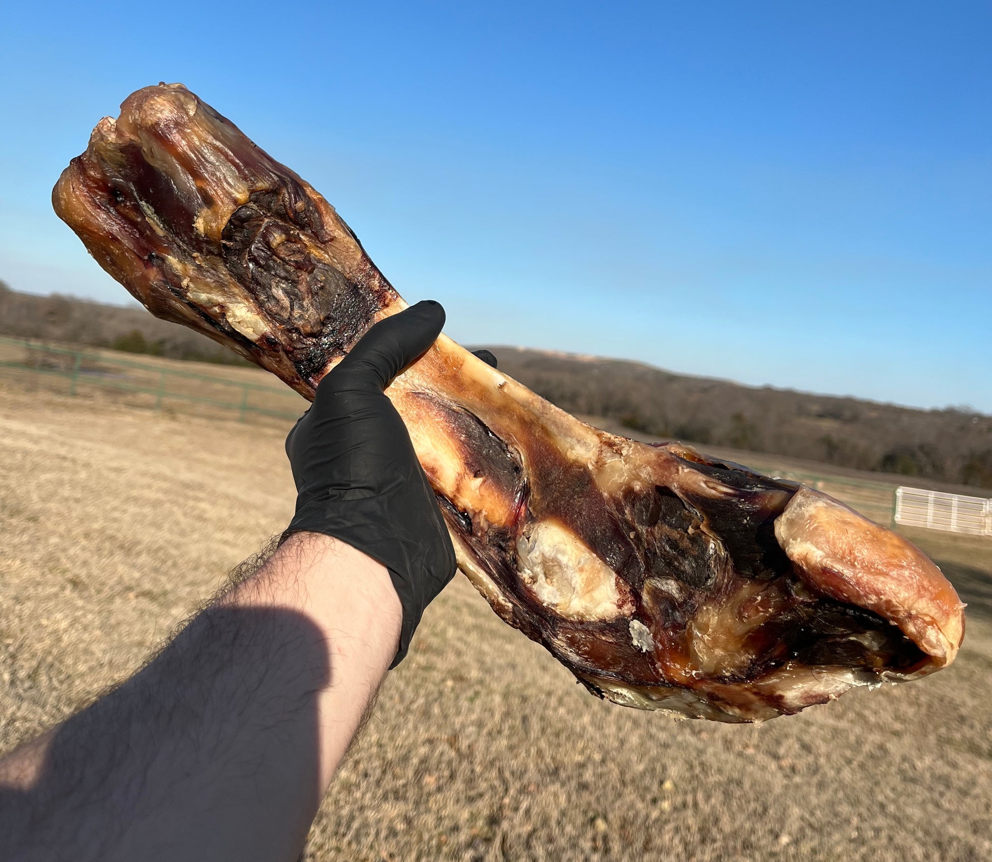 Colossal Beef Leg Bone (LIMITED) Roadrunner Treats
