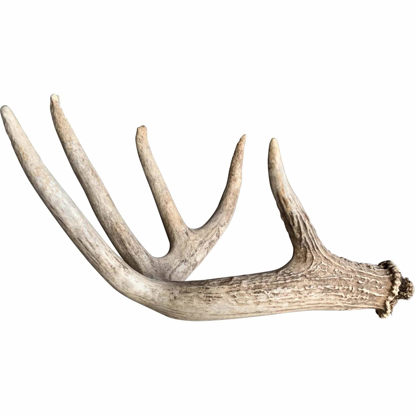 Whitetail Deer Antler