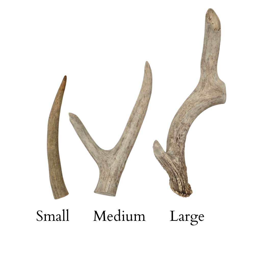 Whitetail Deer Antler